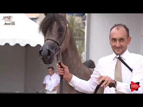 N.3 MAGICAL STAR KA - Menton 2019