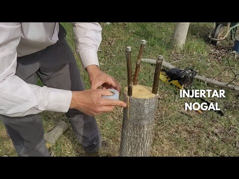 Walnut Graft in Detail