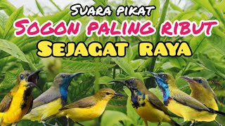 Download lagu Suara Pikat Sogon Paling Ribut Sejagat Raya mp3