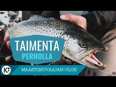 Meritaimenta perholla Gotlannista