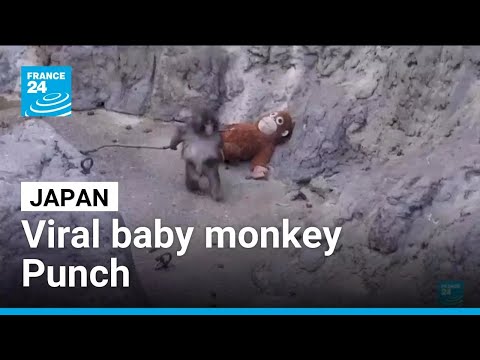 Dozens of fans flock to Japan zoo to see viral baby monkey Punch • FRANCE 24 English