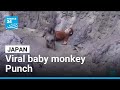 Dozens Of Fans Flock To Japan Zoo To See Viral Baby Monkey Punch FRANCE 24 English