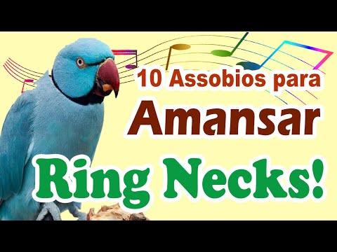 Músicas para acalmar ring necks - 10 cantos pra amansar e acalmar ring neck filhote ring neck adulto