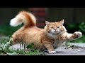 Рыжая кошка 