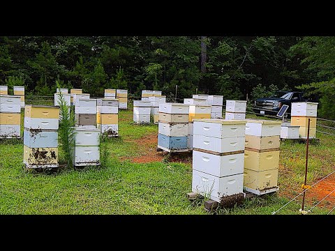 , title : 'A New Beekeeping Business Model??'