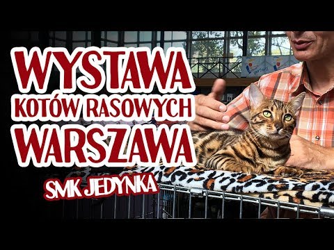 Cat Show Warsaw 2019