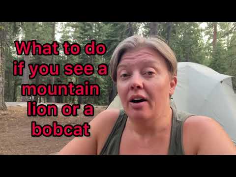 What to do if you see a mountain lion or a bobcat- stay safe on the trail