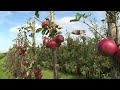 Appels plukken voor de Voedselbank