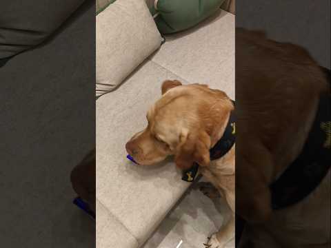 buddy kanav ki chocolate 🍫 kha gaya 🤭🤣#viral