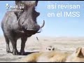 Si Tiene Timón Y Pumba El Rey León