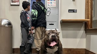 Giant pitbull protects 2 young boys from attack at ATM machine