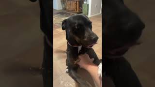 Video preview image #1 American Pit Bull Terrier-Unknown Mix Puppy For Sale in Peralta, NM, USA