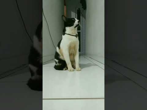 😺 O Gato Ceará Resolveu Dar o Ar da Graça! 😹 🐾🔥👍 🔄 😺🐾
