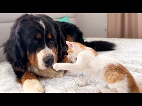 YouTube 썸네일