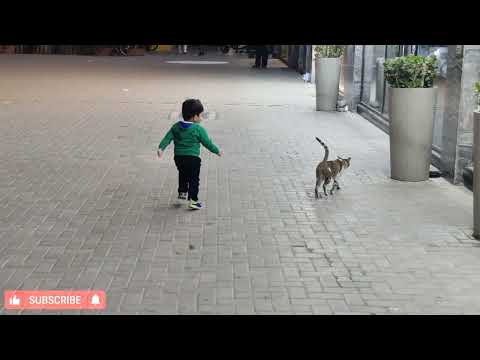 Izhaan vs Cat play 😂 | Don't miss the End | #viral #shorts