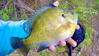 I Found GIANT River Bluegills! Bluegill Fishing MONSTER!