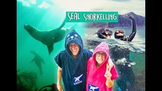 SWIMMING WITH 5,000 SEALS IN CAPE TOWN!