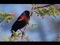 Joan Baez - Rock Salt and Nails