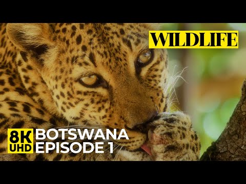 8K Botswana Wildlife Safari | Animals of Chobe, Khwai, Savuti & Mababe + Relaxing Nature Sounds - #1