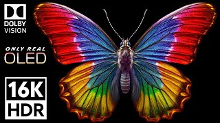 Download lagu Only Real OLED | 16K VIDEO ULTRA HD - Dolby Vision 16K HDR mp3