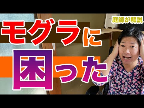 モグラに対する植物: 緑地からモグラを遠ざけるためのトップ 3!  庭園