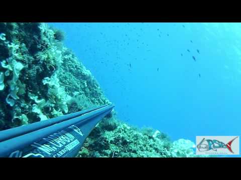 Pesca sub - Ricciola insieme ai barracuda - Sardegna Claudio Basili