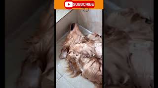 OMG I am Sure you laugh instantly || #Shorts