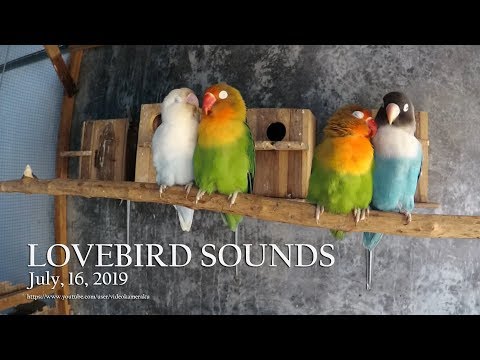 LOVEBIRD CHIRPING & SINGING SOUNDS - July-16-2019