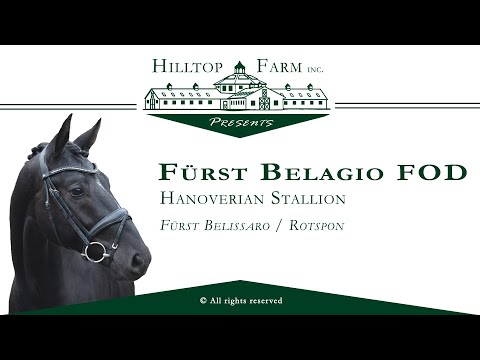 Fürst Belagio FOD (Fürst Belissaro - Rotspon) Hanoverian Stallion, Licensed AHS/ARS & ISR/Oldenburg