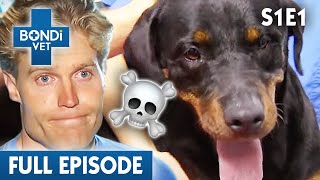 Neighbours Poison Noisy Rottweiler 😱 | Bondi Vet Season 1 Ep1 | Bondi Vet Full Episodes | Bondi Vet
