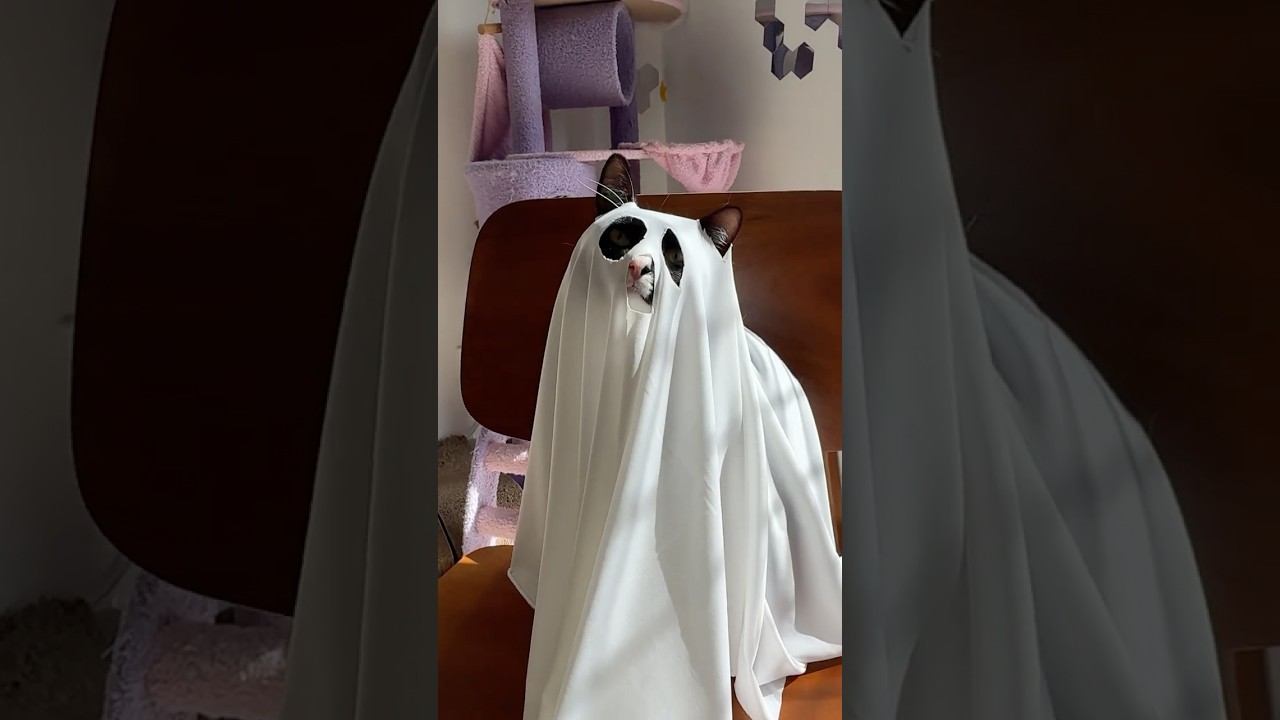 making Halloween Ghost Costume for my cats  #fridgemagnets #cats #photomagnets #catcostume