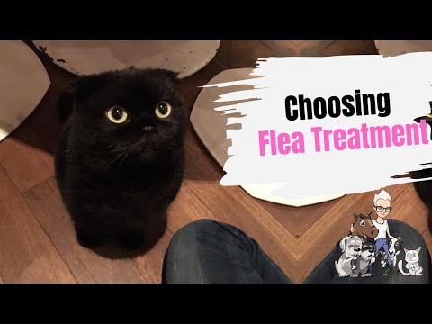 Episode 40: Choosing Flea Treatment For Your Cat