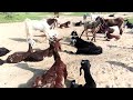 Top 5 Powerful Nany Goat With Female Goat Very Interesting Mating