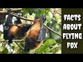 Facts About The Flying Foxes Bats Fruitbat Flyingfox Wildlife Nature Mamalife Mating Asmr