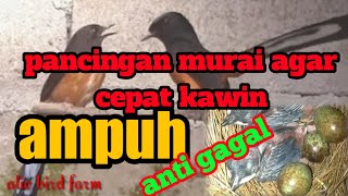 Download lagu pancingan murai agar cepat kawin !murai langsung naik birahi dan kawin mp3 Download lagu pancingan murai agar cepat kawin !murai langsung naik birahi dan kawin mp3