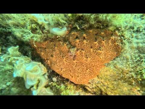 Hemimycale columella