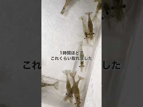 バイオデータサイエンス学科 🦐網を持って、琵琶湖の岸へ