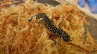 Ambystoma bishopi, Reticulated Flatwoods Salamander, feeding on worm