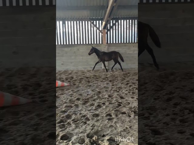 Opportunité : grande pouliche de sport