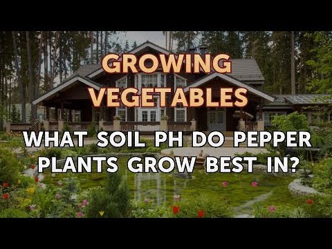 When to Pick Hungarian Hot Wax Peppers