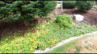 Eliminating Wild Strawberries - Or Any Other Broadleaf Weed