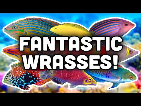 Wrasse Care 101: What Every Reef Keeper Should Know!