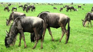 The Last Eden - Tanzania