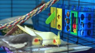 How to Make Your Cockatiel Happy : Bird Care &amp; Training