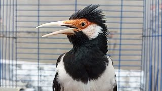 Download lagu Suara Jalak Suren Gacor Mompa Full Variasi - Pancingan Jalak Suren Agar Gacor Full Isian Mewah mp3 Download lagu Suara Jalak Suren Gacor Mompa Full Variasi - Pancingan Jalak Suren Agar Gacor Full Isian Mewah mp3