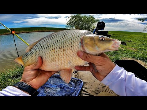 PESCUIT LA CRAP CU NADA IEFTINA LA FEEDER SI PORUMB DULCE