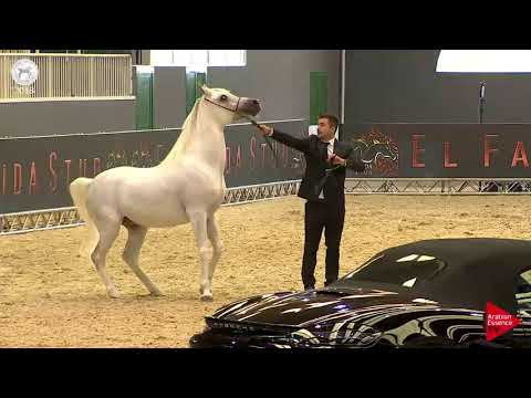 N.83 AC KARAN SHAH - SEWC 2018 - Senior Stallions (Class 5A)