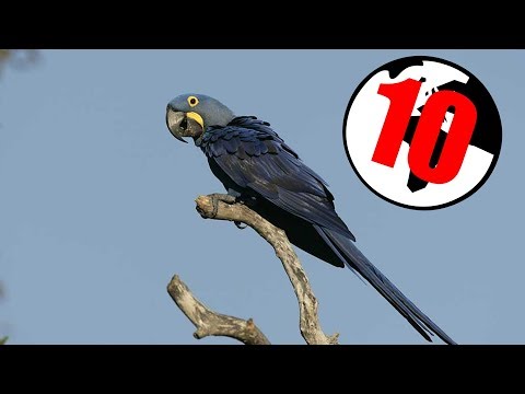 10 NAJDROŻSZYCH ZWIERZĄT 