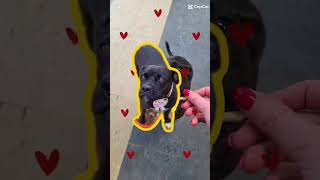 Video preview image #1 American Staffordshire Terrier-Unknown Mix Puppy For Sale in NEWPORT NH, NH, USA