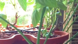 Self Watering Hydroponic or Soil Gardening System For Herbs Vegetables Flowers And Much More